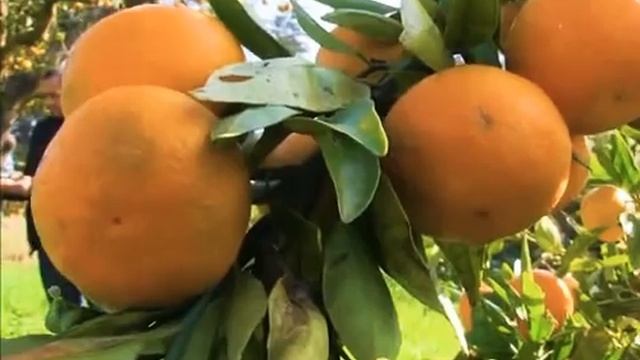 أنواع البرتقال في بوفاريك смотреть онлайн