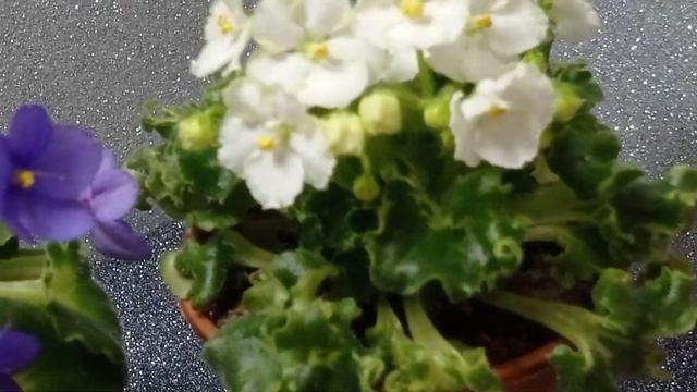 Сорти Irish Imp і Painted Silk 🌸 та трошки про мене смотреть онлайн