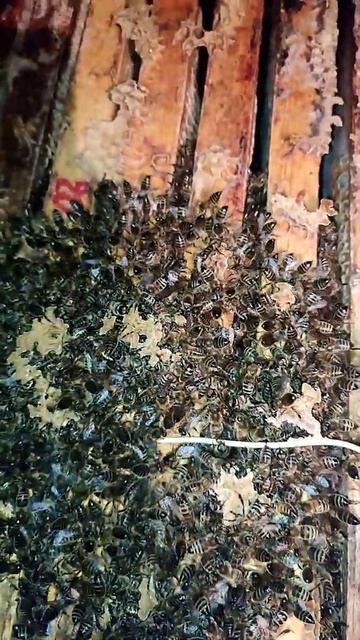 ЗИМОВКА ПЧЁЛ В ФЕВРАЛЕ НА ВОЛЕ И В ОМШАННИКЕ🔥🔥🔥 смотреть онлайн