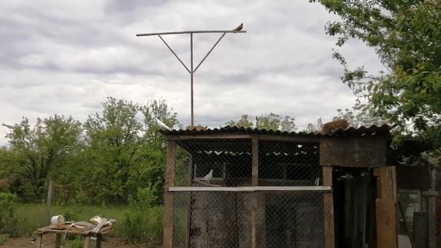 Николаев. Николаевские лётные голуби и .... смотреть онлайн