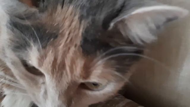 Что в голове у моей кошки?! смотреть онлайн