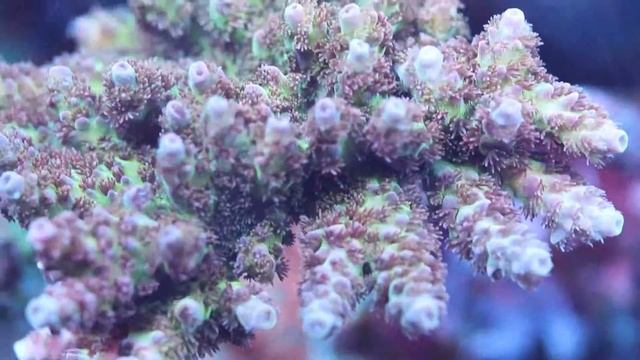 Coral ID: Rainbow Table Acropora смотреть онлайн