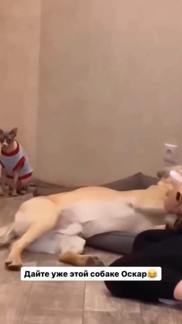 смешные и удивительные животные Amazing and funny animals #jokes #failures #funny #memes #viral (7) смотреть онлайн