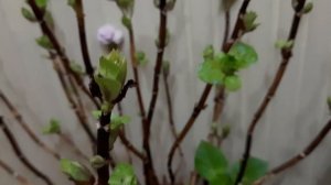 #Гортензия крупнолистная зацвела в апреле😍