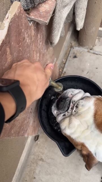 QUE QUIERE MI PERRO DE AFUERA??🧐 смотреть онлайн