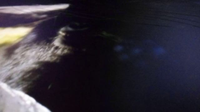 Казанский зооботсад. Горилла Мавинго предсказывает прогноз погоды .