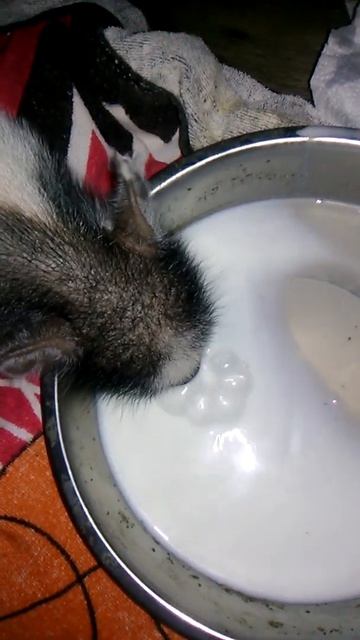 Pee-wee the pig milk bubbles смотреть онлайн