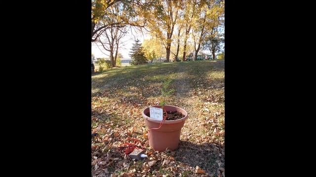 Sounds of the Emerald Journey Raphael Dawn Redwood Nov 2020 смотреть онлайн