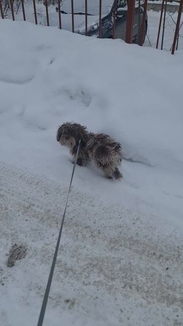 Зимняя прогулка