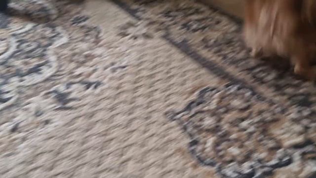 Игривый Тошка и его вкусная сливовая косточка смотреть онлайн