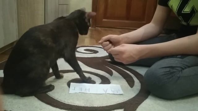 КОТ ГОВОРИТ ДА ИЛИ НЕТ смотреть онлайн