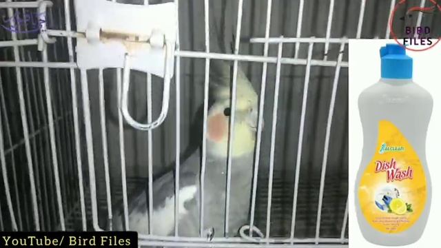 10 Mosquito repellent | Rid of Mosquitoes | save birds from mosquito смотреть онлайн