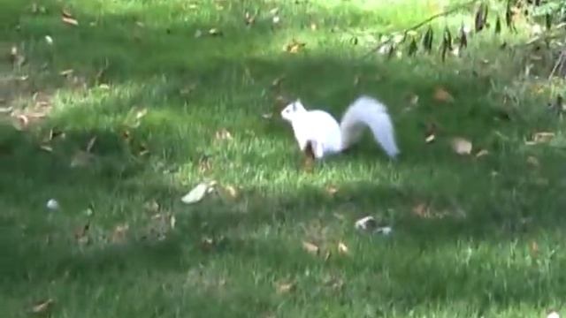 White Squirrel October 11 2014 смотреть онлайн