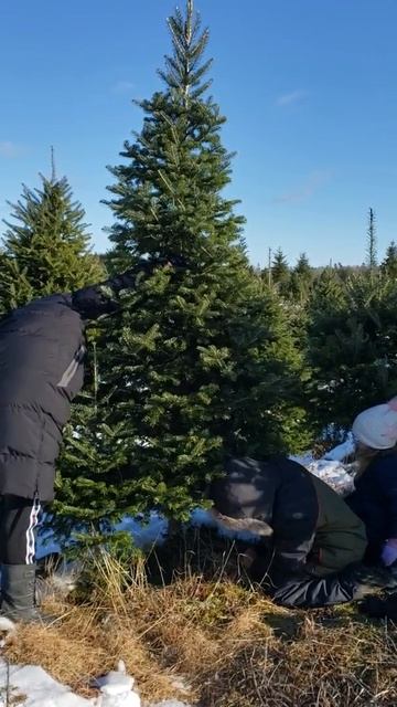 Getting our Christmas Tree 2019 смотреть онлайн