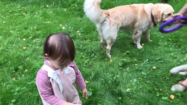 Дети и собаки - идеальная компания. смотреть онлайн