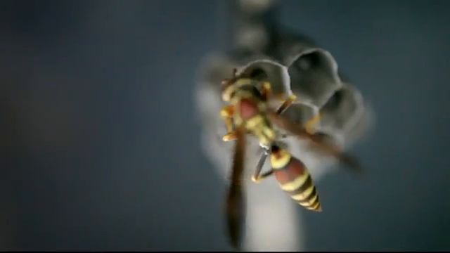 Paper Wasp feeding Larvae смотреть онлайн