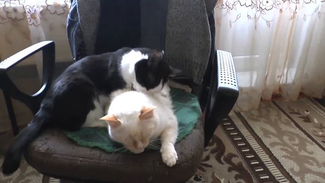 Кошачья идиллия смотреть онлайн