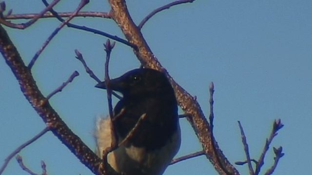 ПТИЦЫ. СОРОКИ