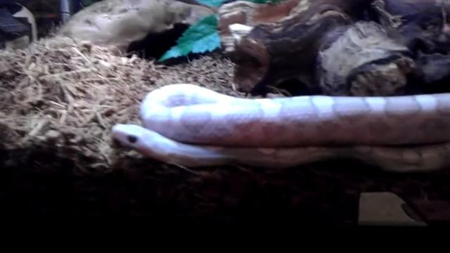 Another update on my Moonstone (Anery+Lavender) Corn Snake Luna! смотреть онлайн