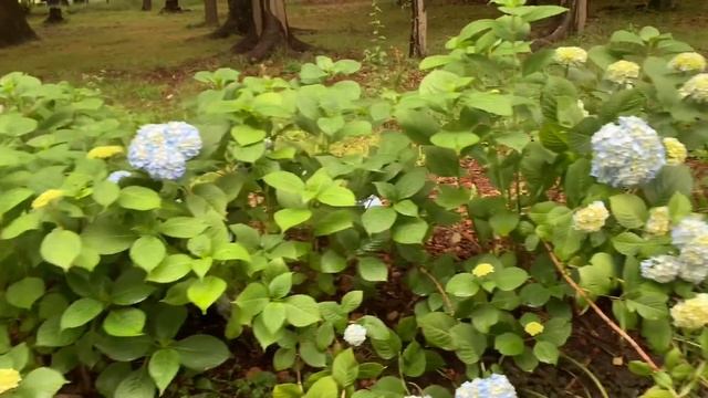 Hydrangea смотреть онлайн
