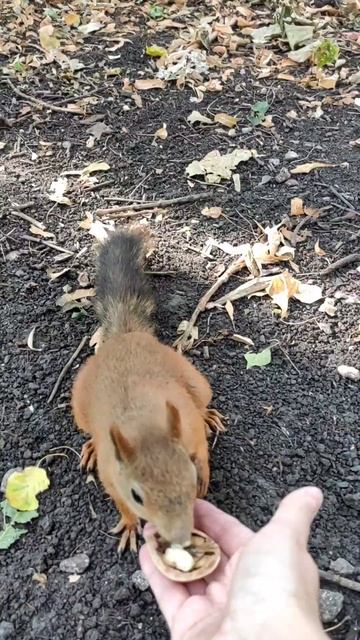 🥕 не хочу, давай орех! #squirrel #nature #animals #cute #животные #белка #wildlife #cuteanimals смотреть онлайн