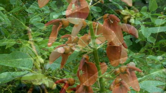 雨に濡れる花 смотреть онлайн
