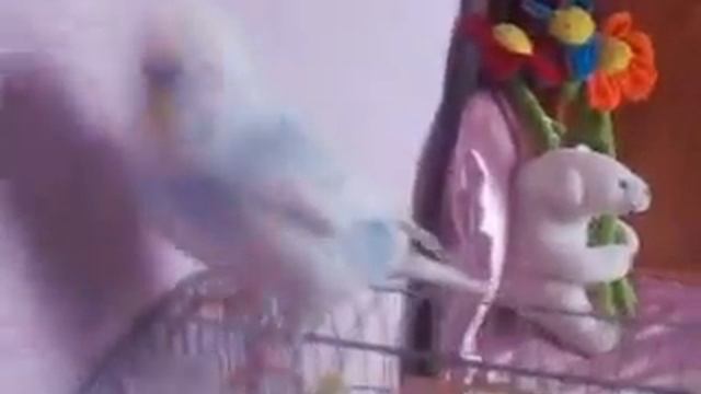 Кешечка разговаривает и сам себя развлекает!!!!! смотреть онлайн