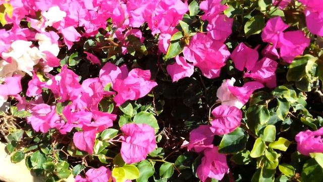 Мини цветок Буфляр смотреть онлайн