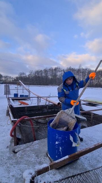 Запуск форели смотреть онлайн