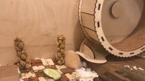 КАК ПРАВИЛЬНО ОБУСТРАИВАТЬ КЛЕТКУ ДЛЯ ХОМЯКА?