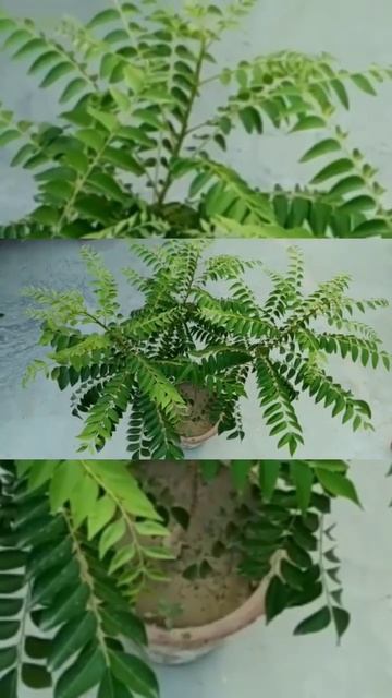 curry plant care #curryplant #curryleaves #plants #plantcare #plantlover #plant #shorts #status смотреть онлайн