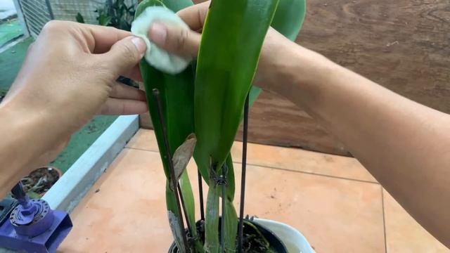 Sprinkle with a spoonful! It causes orchids to reproduce uncontrollably all year round смотреть онлайн