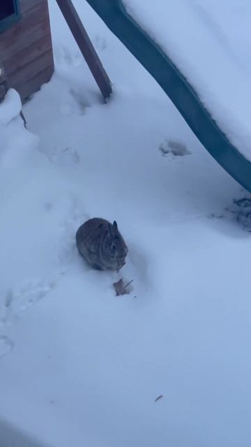 Что дикий кролик ест зимой?!#rebbit #bunny #hare смотреть онлайн