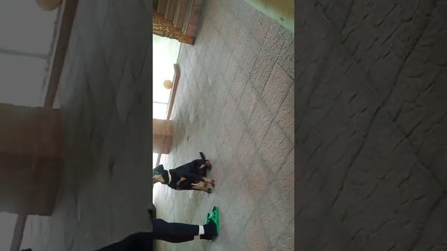 Дрессировка собаки смотреть онлайн