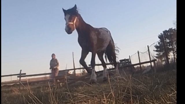 Какой масти ваша лошадь?🌝 смотреть онлайн