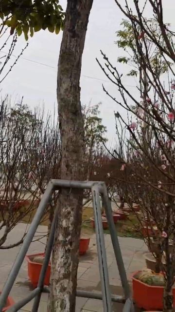 very beautiful bonsai_3,#shorts очень красивый бонсай смотреть онлайн