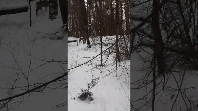 косуля. смотреть онлайн