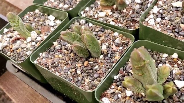 Shopping for Houseplants | Succulents Maryo - Vista, CA смотреть онлайн