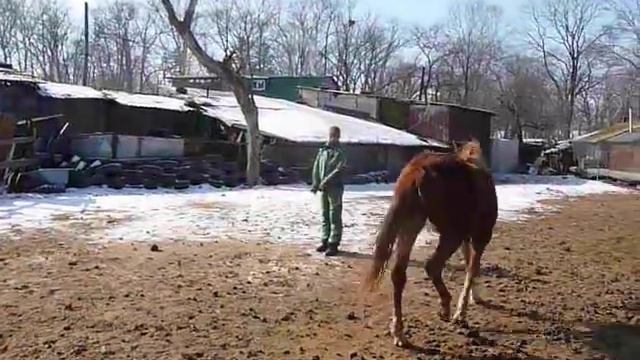Подготовка к заездке. смотреть онлайн