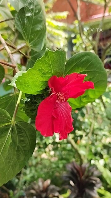 Butifull hibiscus bloom🌺🌺🌺#shortsviral #viral flower #youtubeshorts смотреть онлайн