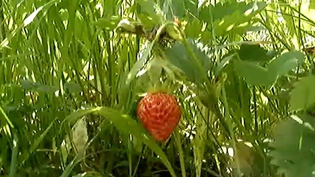 Большая клубника. Эффекты света. Дикая природа. смотреть онлайн