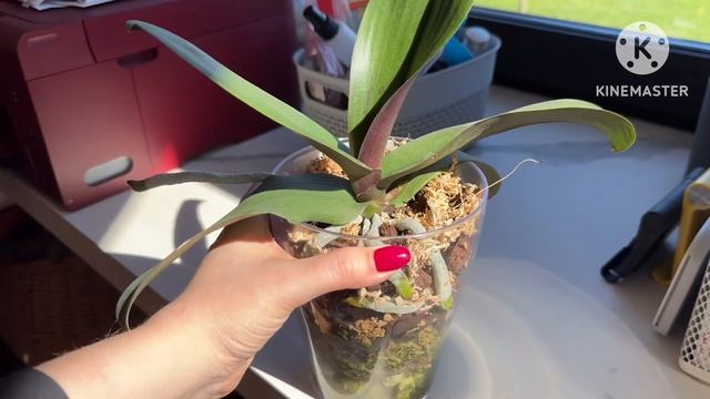 Полив орхидей в ЗС закрытой системе от А до Я. 2 серия #phal #поливорхидей смотреть онлайн