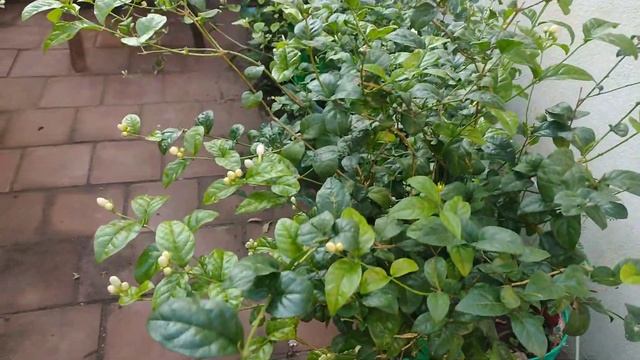Jasmine flowers fresh set of buds 18/10/2022 смотреть онлайн