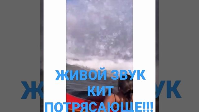 ЖИВОЙ ЗВУК КИТ ПОТРЯСАЮЩЕ!!! смотреть онлайн