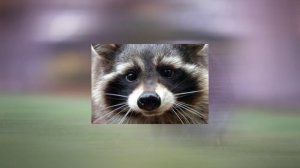 глад валакас - я енотик полоскун ( Nightcore )