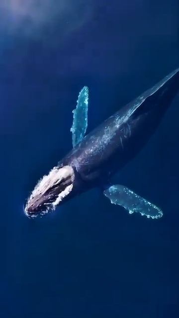 Even as I filmed this. it was hard to believe something so serene could be real! #short #bluewhale смотреть онлайн