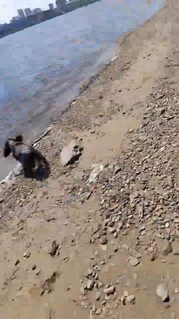 палочная агрессия #копико #dogs #арчи #русская спаниель #охота смотреть онлайн