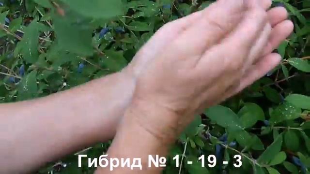 Жимолость из Бакчара