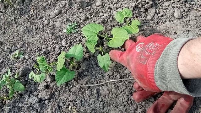 Кошка и фасоль подробно обработка фасоли 26 мая 2024 г.