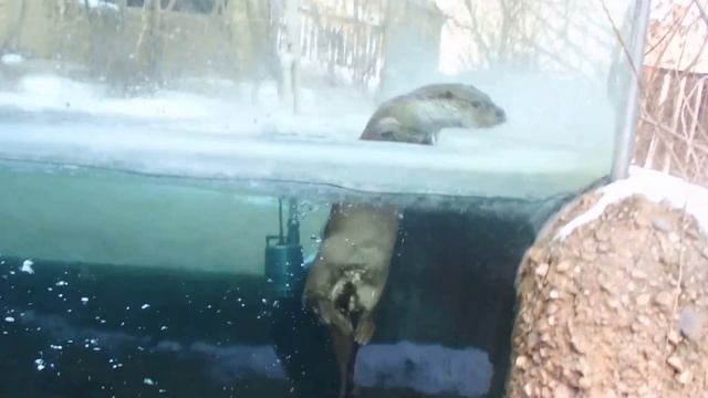 22.1.2017 ZOO Plzeň - vydra říční, Lutra lutra смотреть онлайн